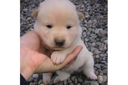 成約済の北海道の柴犬-195604の6枚目