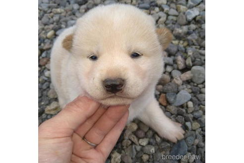 成約済の北海道の柴犬-195607の1枚目