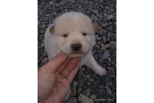 成約済の北海道の柴犬-195607の3枚目