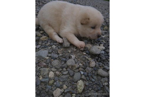 成約済の北海道の柴犬-195607の4枚目