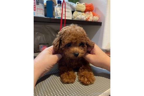 成約済の愛媛県のタイニープードル-188703の3枚目