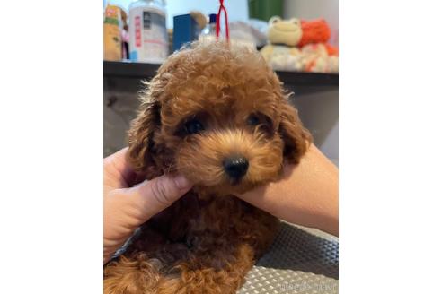成約済の愛媛県のタイニープードル-188703の2枚目