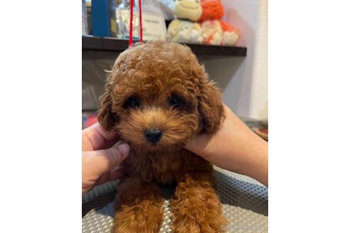 成約済の愛媛県のタイニープードル-188703