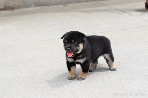 成約済の埼玉県の柴犬-195631の1枚目