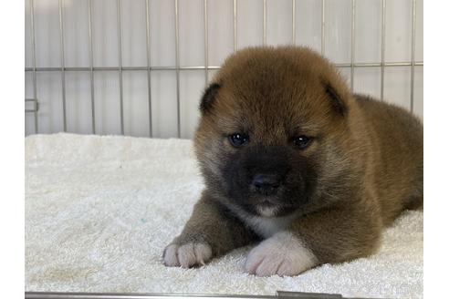 成約済の岡山県の柴犬-194584の5枚目