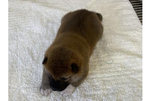 成約済の岡山県の柴犬-194584の4枚目