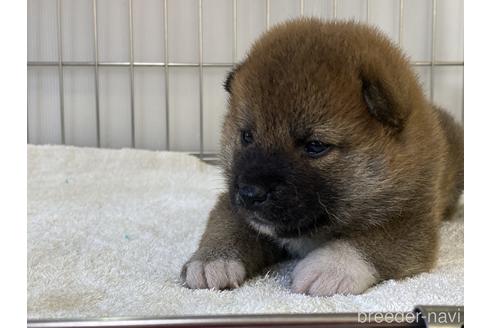 成約済の岡山県の柴犬-194584の2枚目