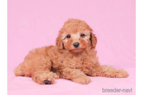 成約済の東京都のトイプードル-195652の5枚目