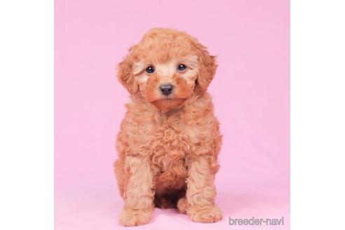 成約済の東京都のトイプードル-195652の4枚目