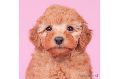 成約済の東京都のトイプードル-195652の3枚目