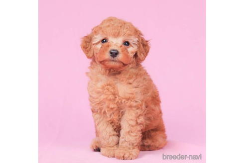 成約済の東京都のトイプードル-195652の2枚目