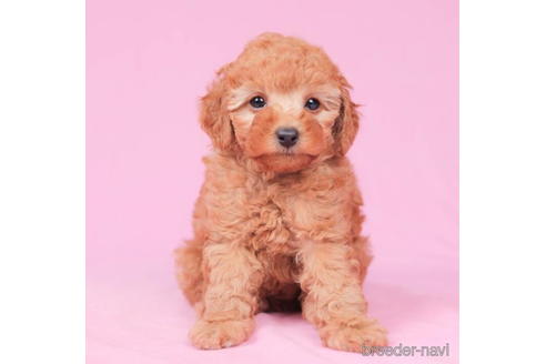 成約済の東京都のトイプードル-195652の1枚目