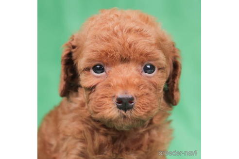 成約済の東京都のトイプードル-195653の5枚目