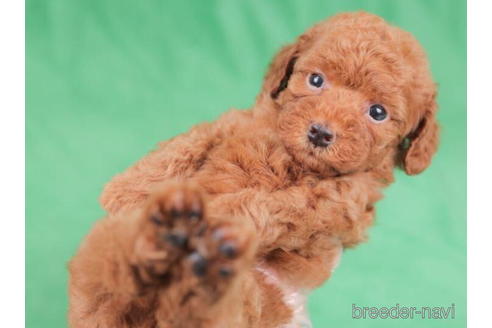 成約済の東京都のトイプードル-195653の4枚目