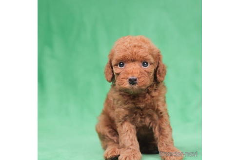 成約済の東京都のトイプードル-195653の3枚目