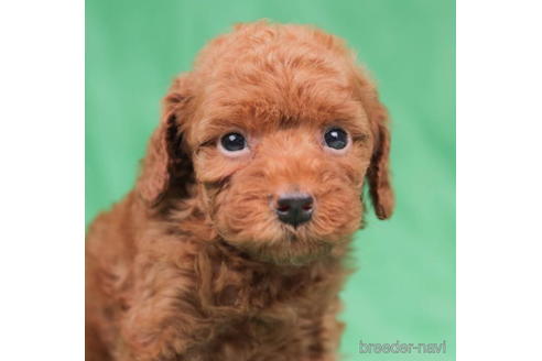 成約済の東京都のトイプードル-195653の2枚目