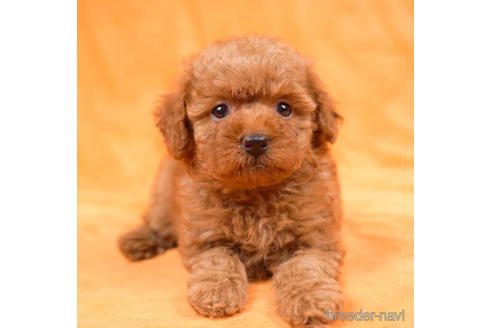 成約済の東京都のトイプードル-195654の5枚目