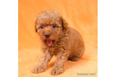 成約済の東京都のトイプードル-195654の4枚目