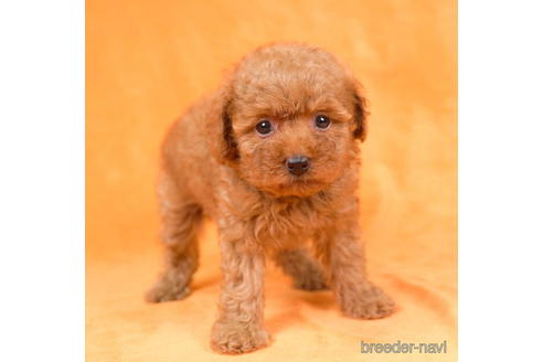 成約済の東京都のトイプードル-195654の3枚目