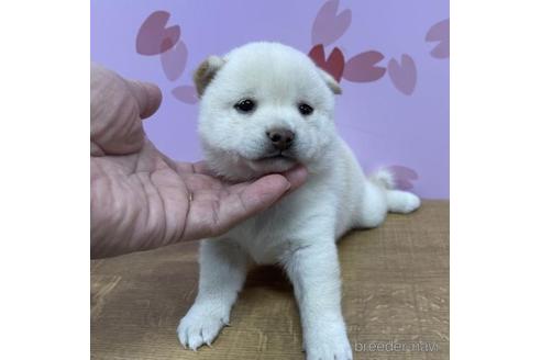 成約済の宮崎県の豆柴-195655の3枚目
