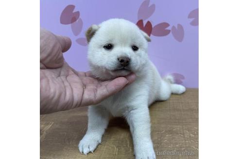 成約済の宮崎県の豆柴-195655の3枚目