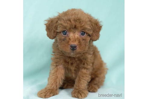 成約済の東京都のトイプードル-195656の5枚目