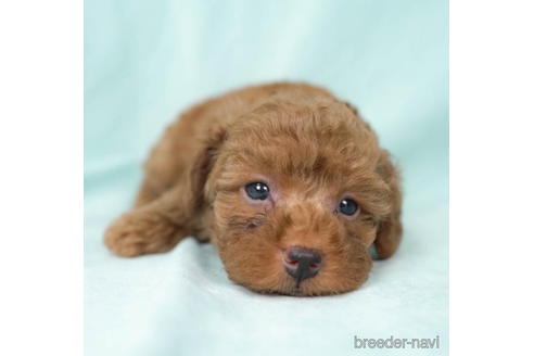 成約済の東京都のトイプードル-195656の4枚目