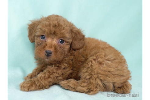 成約済の東京都のトイプードル-195656の3枚目