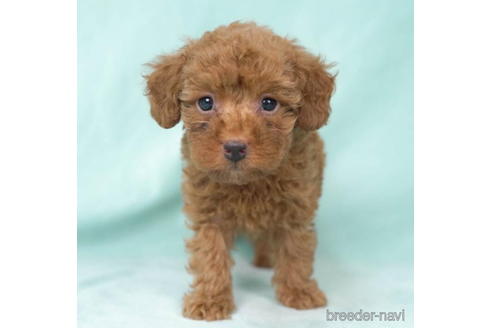 成約済の東京都のトイプードル-195656の2枚目