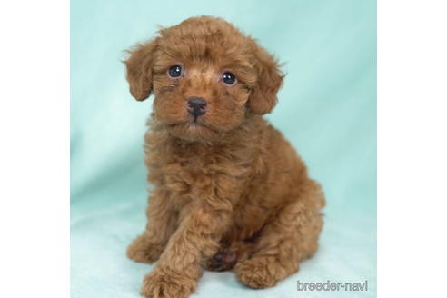 成約済の東京都のトイプードル-195656の1枚目