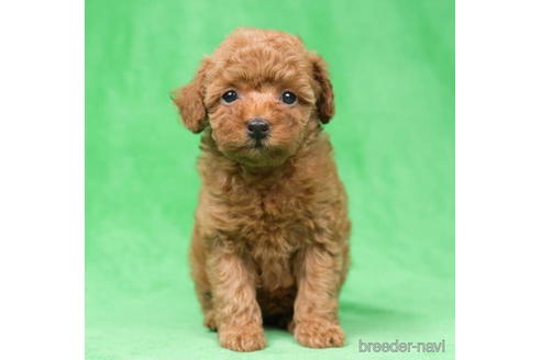 成約済の東京都のトイプードル-195658の5枚目