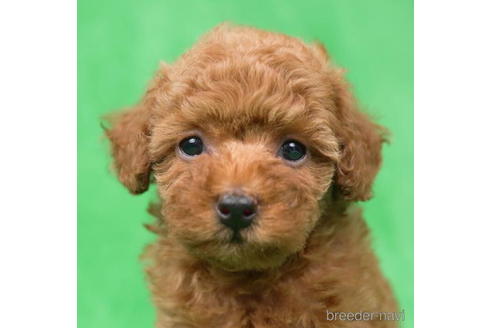 成約済の東京都のトイプードル-195658の4枚目