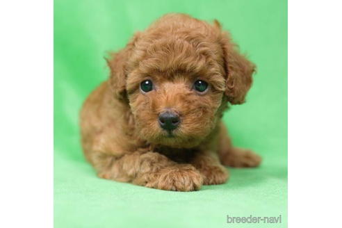 成約済の東京都のトイプードル-195658の3枚目