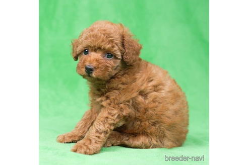 成約済の東京都のトイプードル-195658の2枚目