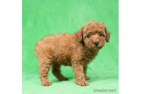 成約済の東京都のトイプードル-195658の1枚目