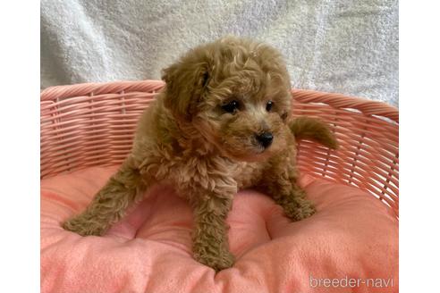 成約済の茨城県のミックス犬-195668の3枚目