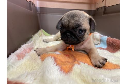 成約済の愛媛県のパグ-195671の1枚目