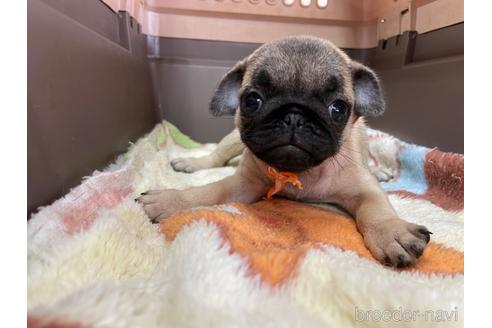 成約済の愛媛県のパグ-195671の4枚目