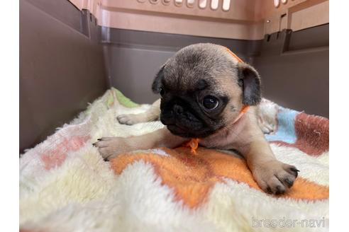 成約済の愛媛県のパグ-195671の3枚目