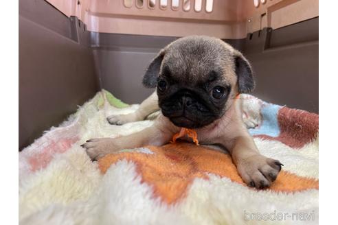 成約済の愛媛県のパグ-195671の2枚目