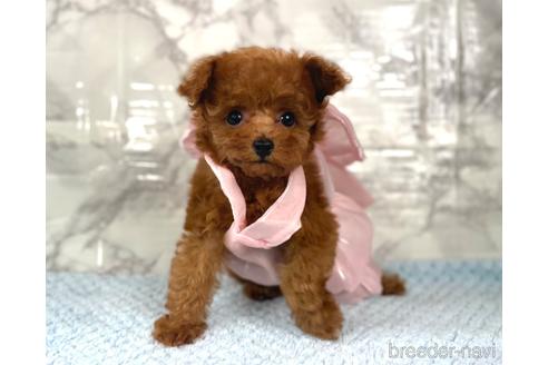 成約済の福岡県のティーカッププードル-195694の24枚目