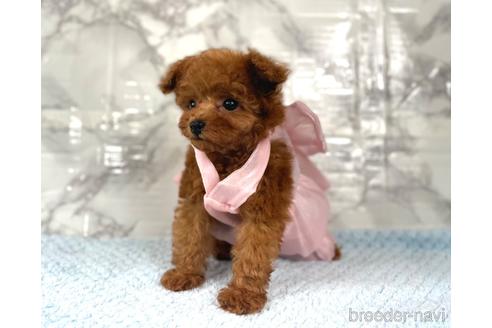 成約済の福岡県のティーカッププードル-195694の20枚目