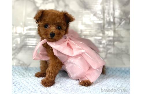 成約済の福岡県のティーカッププードル-195694の19枚目