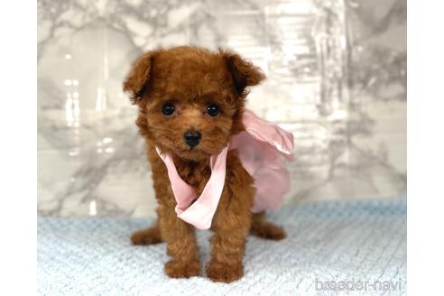 成約済の福岡県のティーカッププードル-195694の18枚目