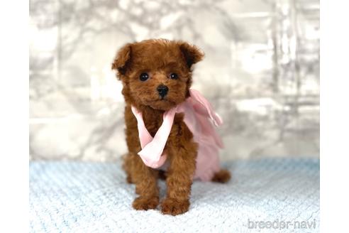 成約済の福岡県のティーカッププードル-195694の17枚目