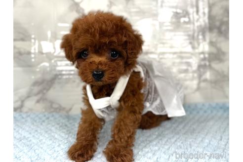 成約済の福岡県のティーカッププードル-195695の2枚目