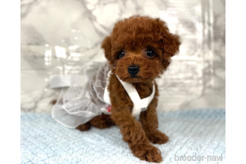 成約済の福岡県のティーカッププードル-195695の3枚目