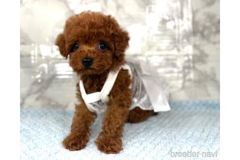 成約済の福岡県のティーカッププードル-195695の5枚目