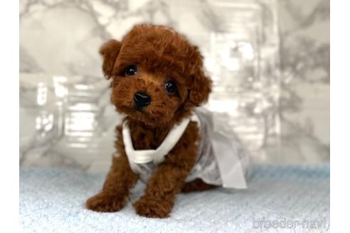 成約済の福岡県のティーカッププードル-195695の6枚目