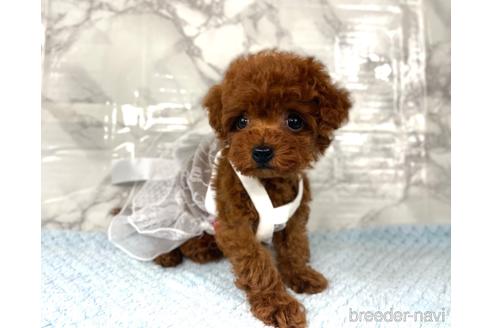 成約済の福岡県のティーカッププードル-195695の7枚目